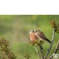 دلیجه کوچک Lesser Kestrel